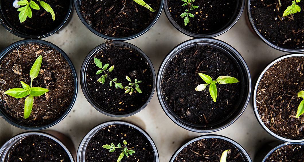 increase home value landscaping